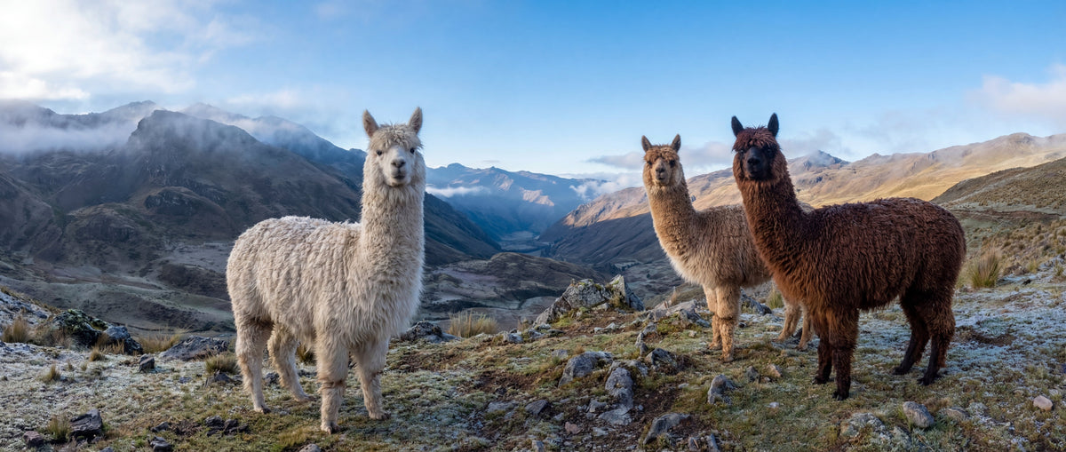 What Defines Baby Alpaca