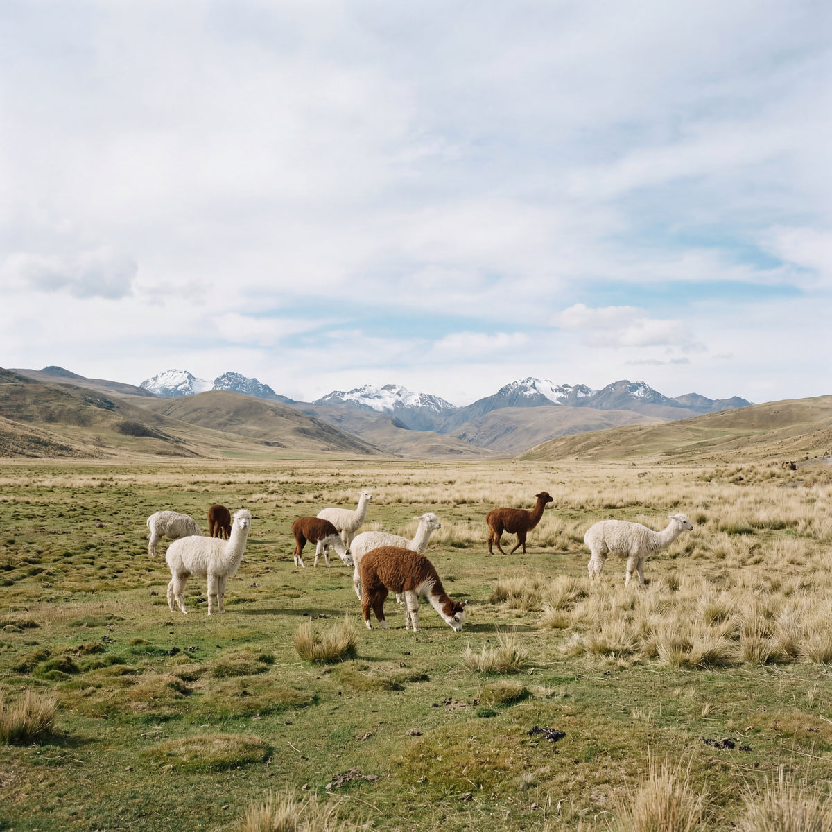 Herd of alpacas grazing in the Andean highlands with snow-capped mountains in the distance