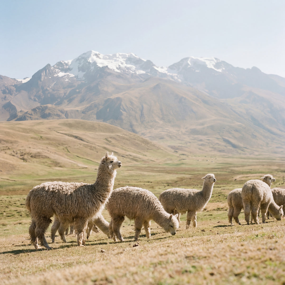 Alpacas grazing in a field with mountains in the background